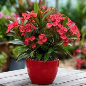 Euphorbia Plant