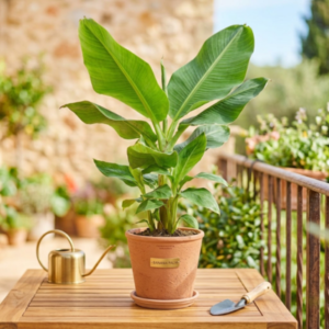 Banana Palm