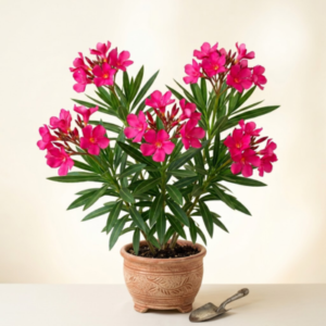 Kaner Plant