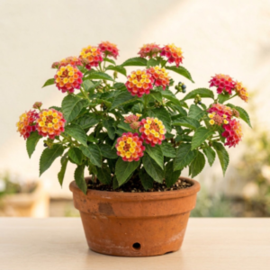 Lantana Plant