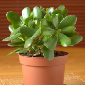 Jade Plant