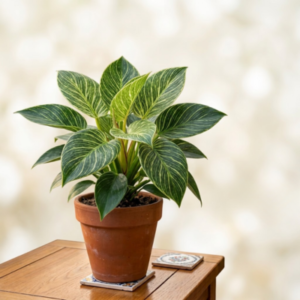 Philodendron