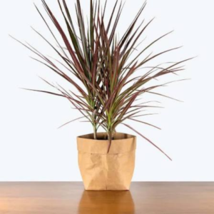 Dracaena Plant
