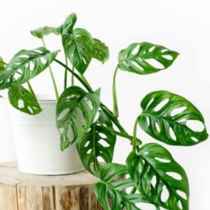 Broken Heart Plant