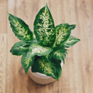Dieffenbachia Plant
