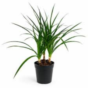 Dragon Tree Plant