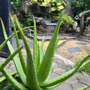 Aloe Vera Plant