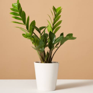 ZZ Plant
