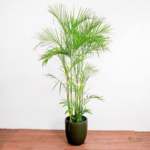Can Bamboo Palm