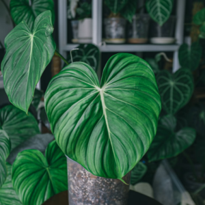 Philodendron
