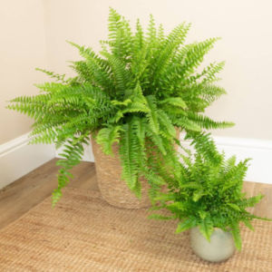 Boston Fern