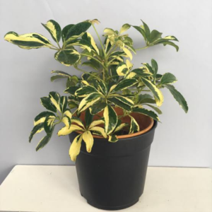 Variegated Schefflera