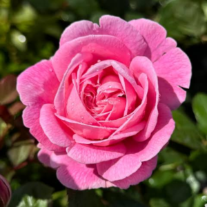 English Rose