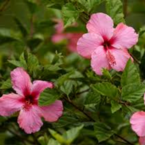 Hibiscus