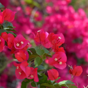 Bougainvillea