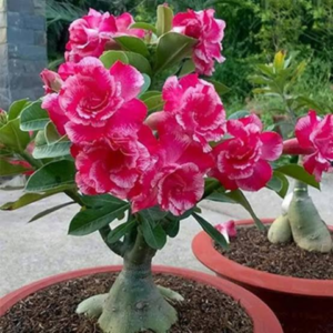 Champa Adenium Plant