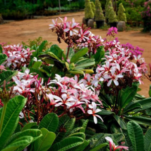 Champa Singapore Plant