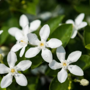Chambeli (Jasmine) Plant