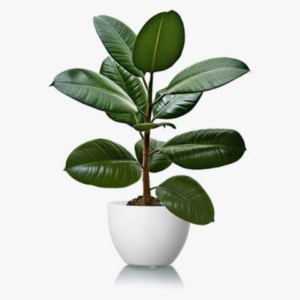 Rubber Plant