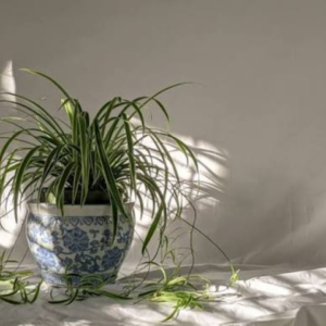 Spider Plant