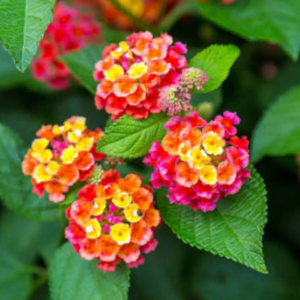 Lantana Plant