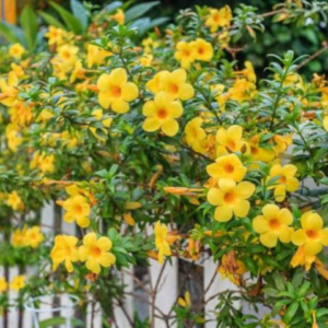 Allamanda Plant