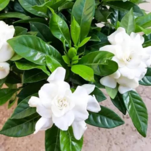Chandni Plant
