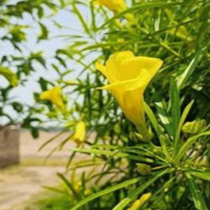 Kaner Plant