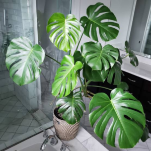 Monstera Plant
