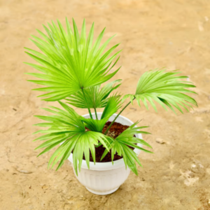 China Palm