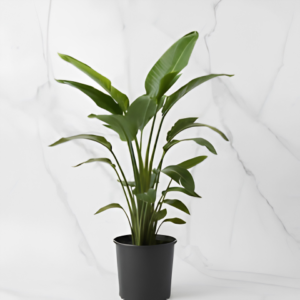 Bird of Paradise Plant