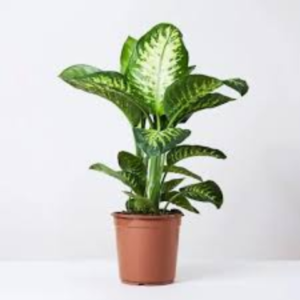 Dieffenbachia Plant