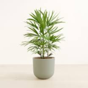 Lady Palm