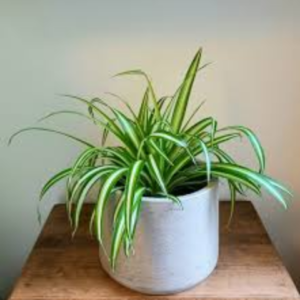 Spider Plant