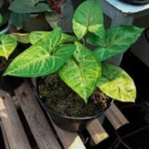 Syngonium Plant