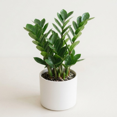 ZZ Plant