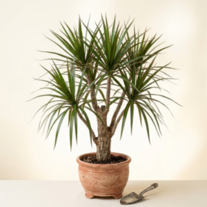 Dragon Tree Plant