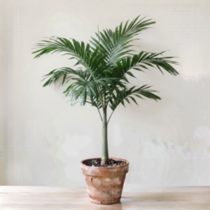 Alexander palm