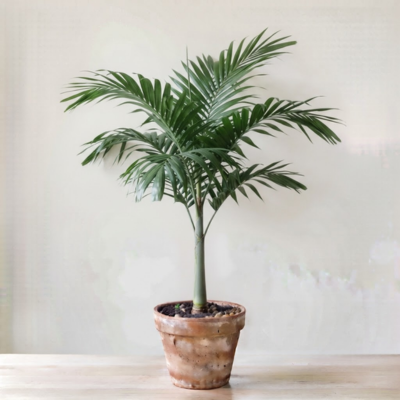 Alexander palm