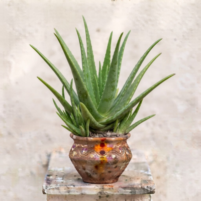 Aloe Vera
