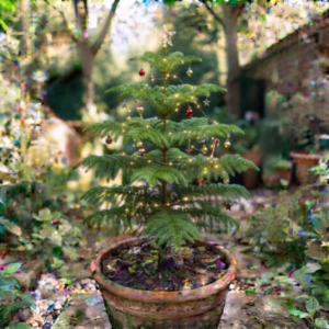 Arokesia Tree (christmistree)