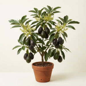 Avacado