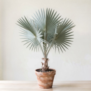 Bismarck palm