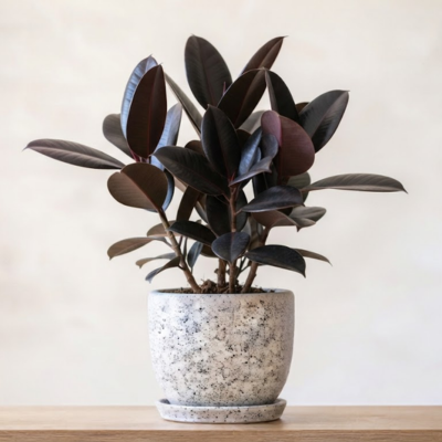 Black Ficus