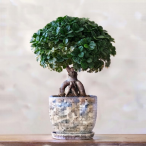 Bonta Ficus
