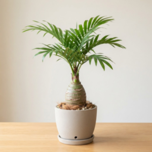 Bottle palm