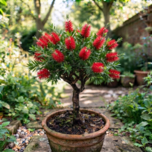 Bottle Brush Tree