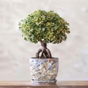Butterfly Ficus