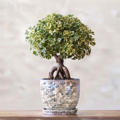 Butterfly Ficus