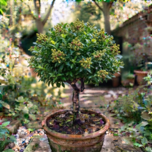 Conocarpus tree